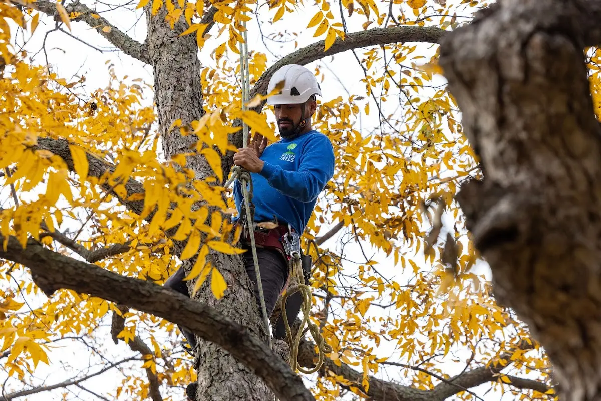 Skilled Tree Pruning crew working in Pelham